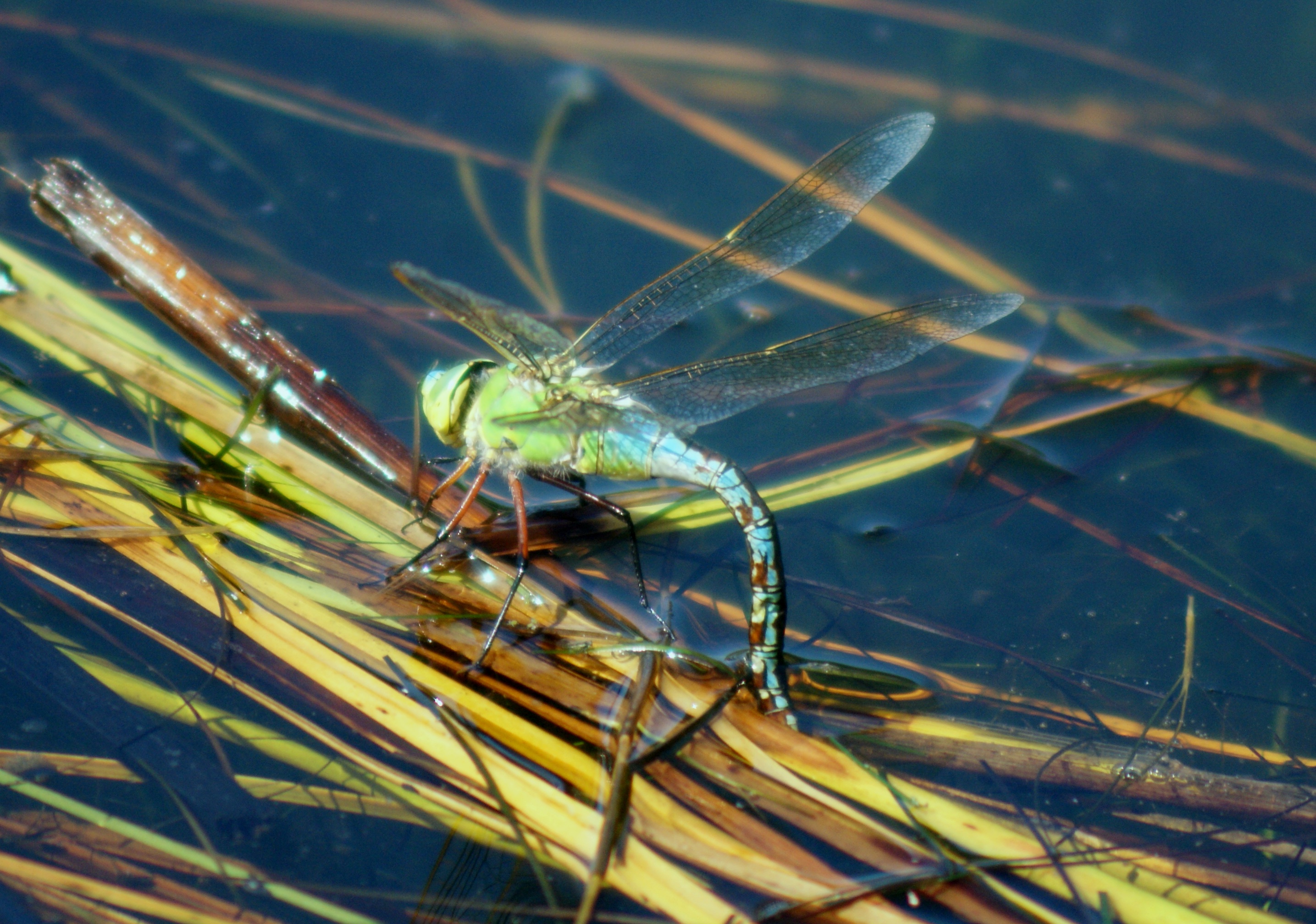 eitjes leggende libelle 3