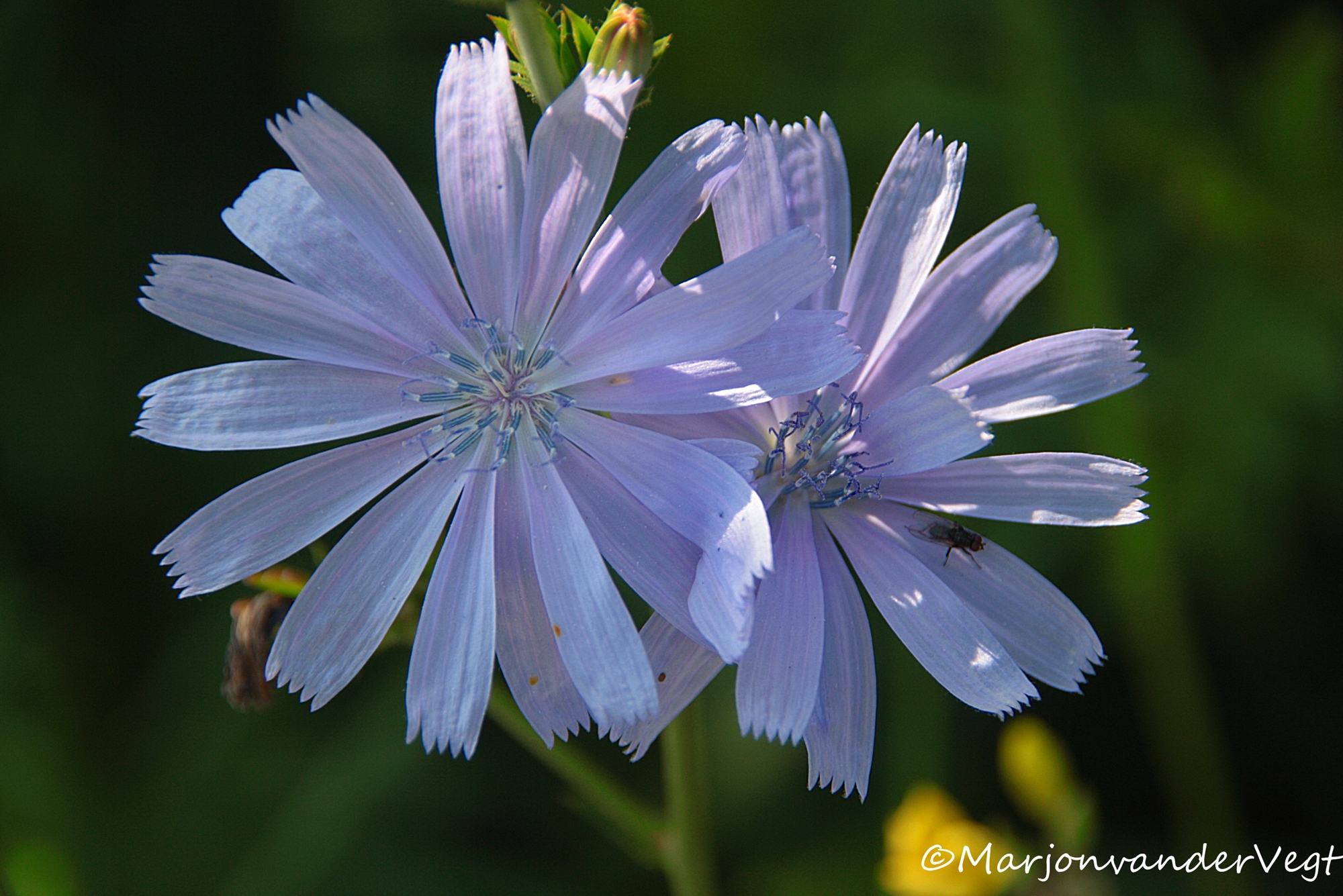 Wilde Chicorei