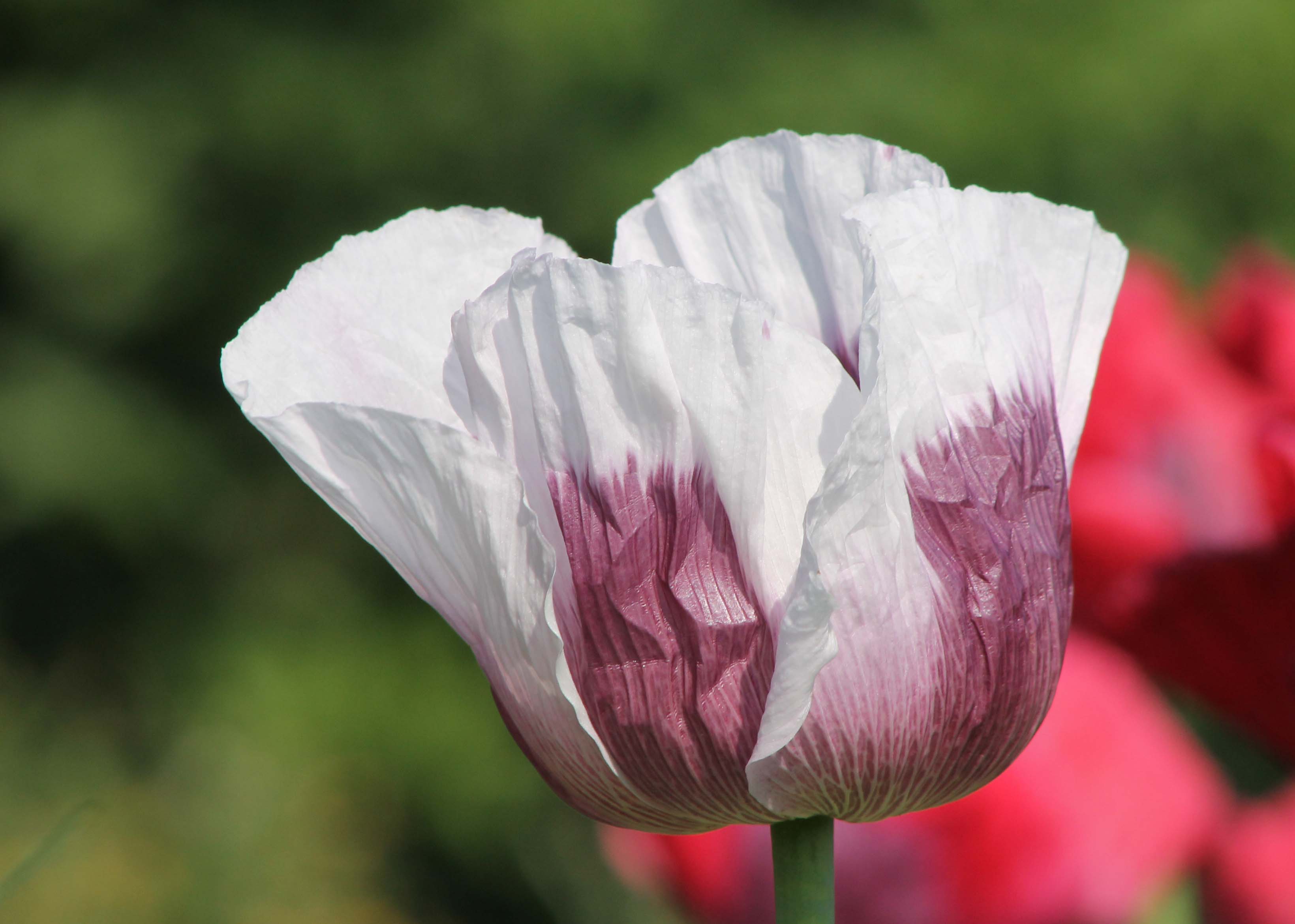 Papaver