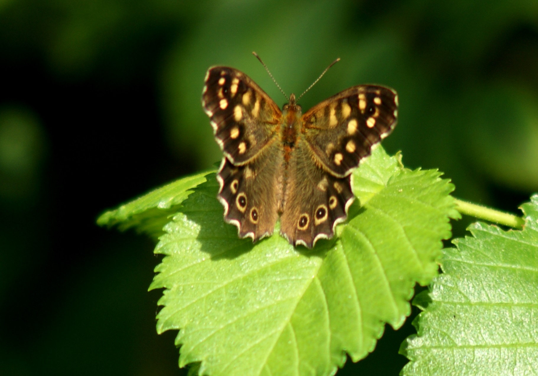 bont zandoogje (Pararge aegeria)