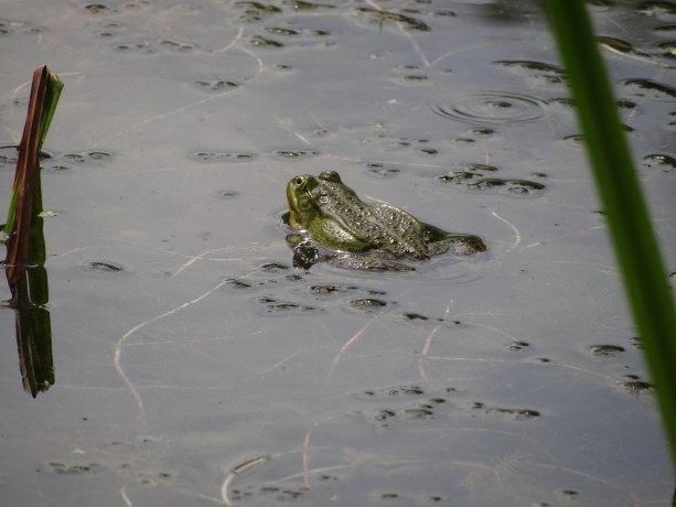 Groene kikker