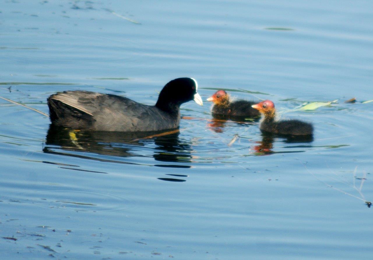 waterhoentje met jonkies