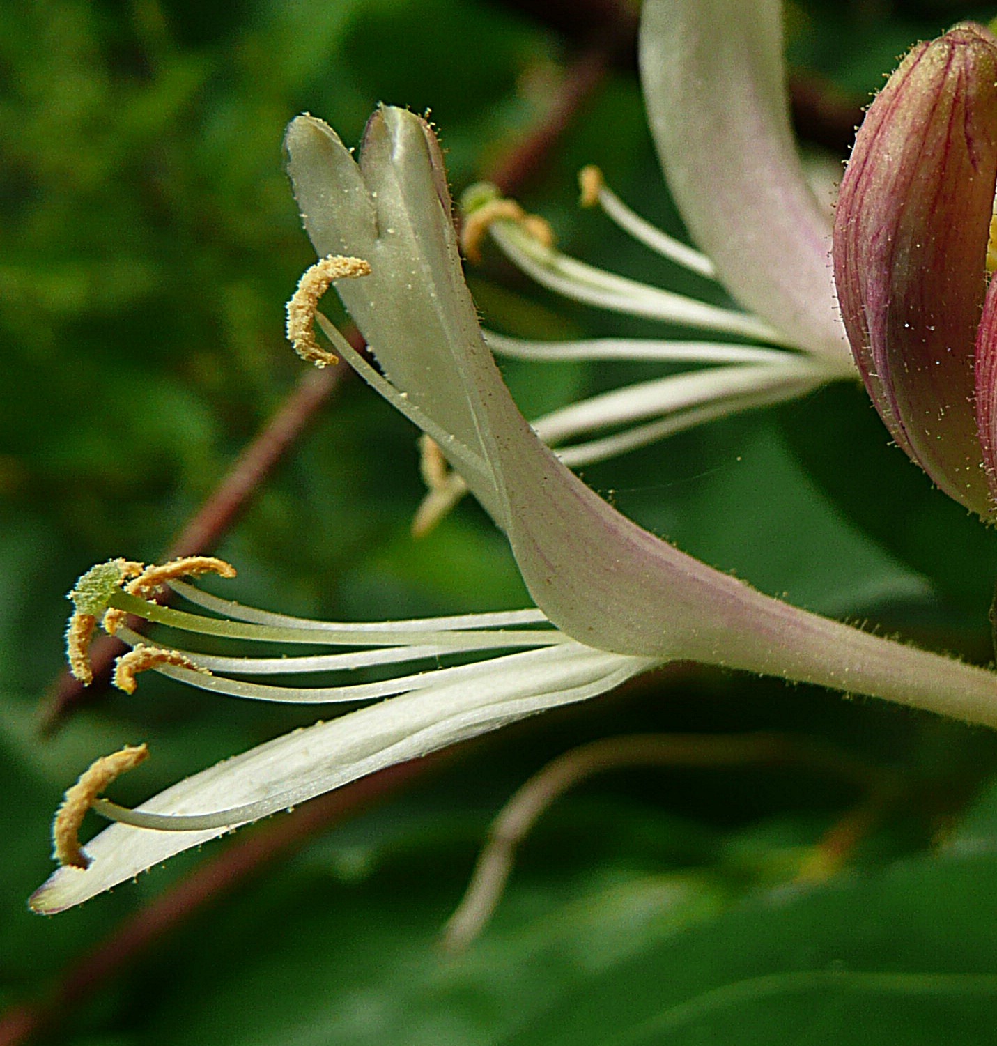 Wilde kamperfoelie detail