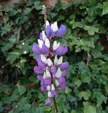 Lupine