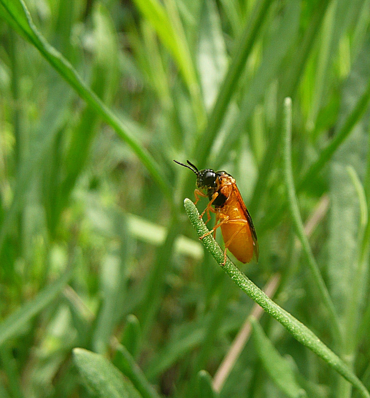 Bladwesp op lavendel