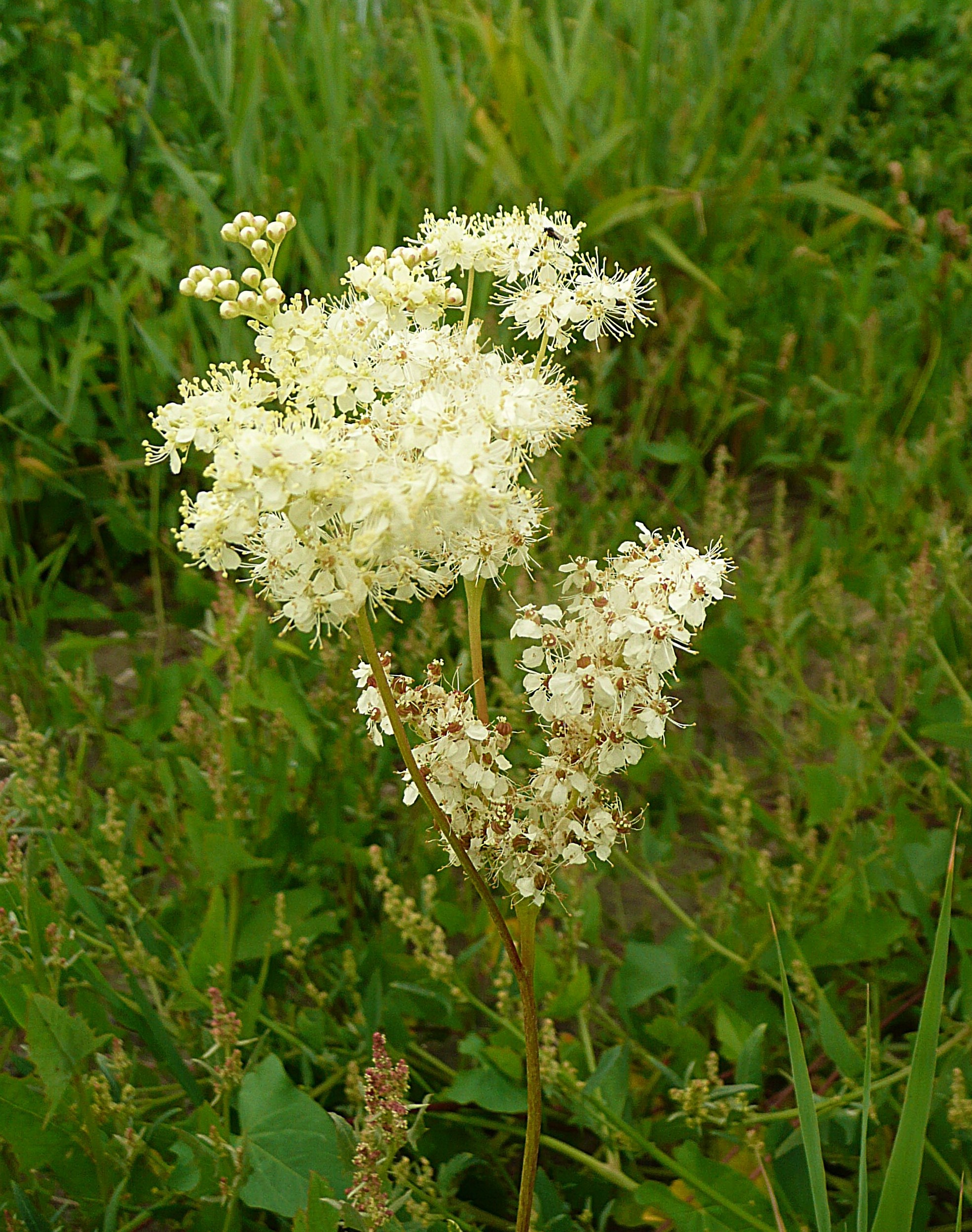 Moerrasspirea