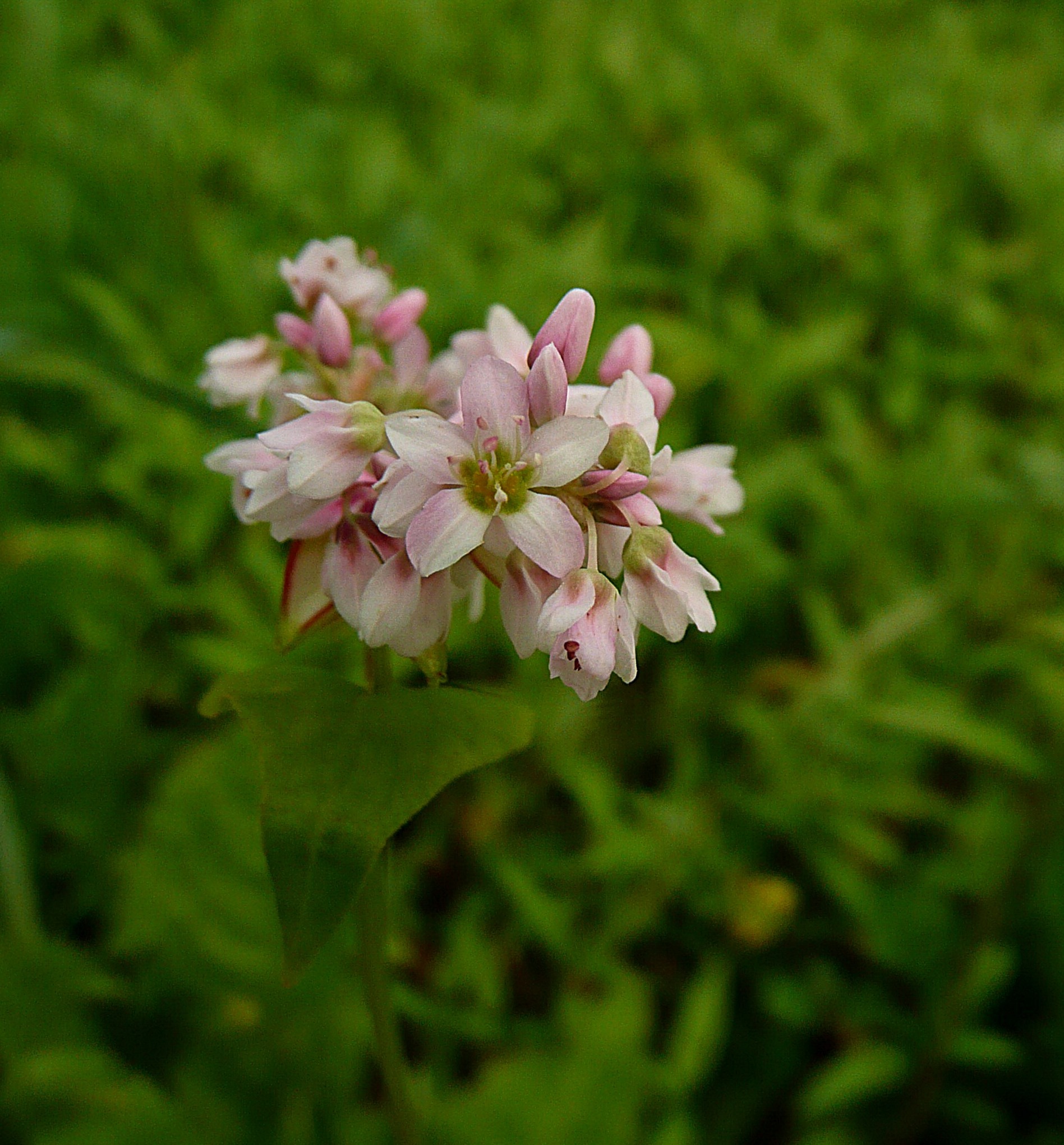 Op braakliggend terrein