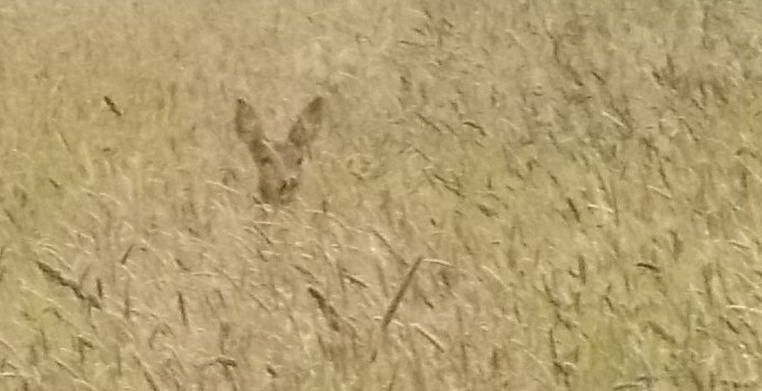 Onzichtbaar maar niet afwezig