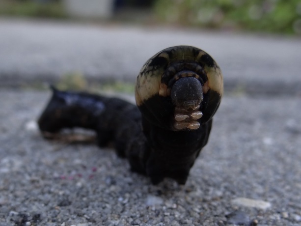 Rups van Groot avondrood 3