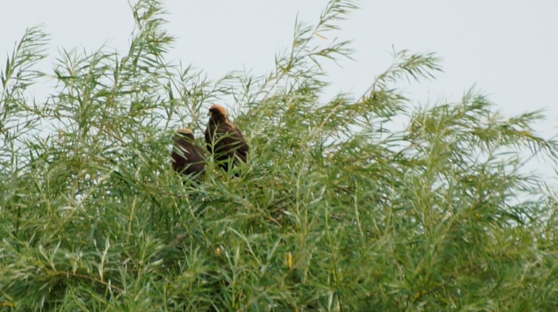 twee bruine kieken diefjes 