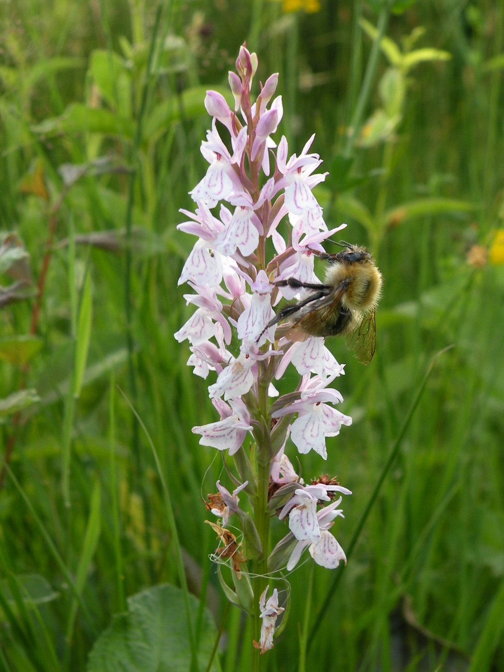 Hommel op orchis?
