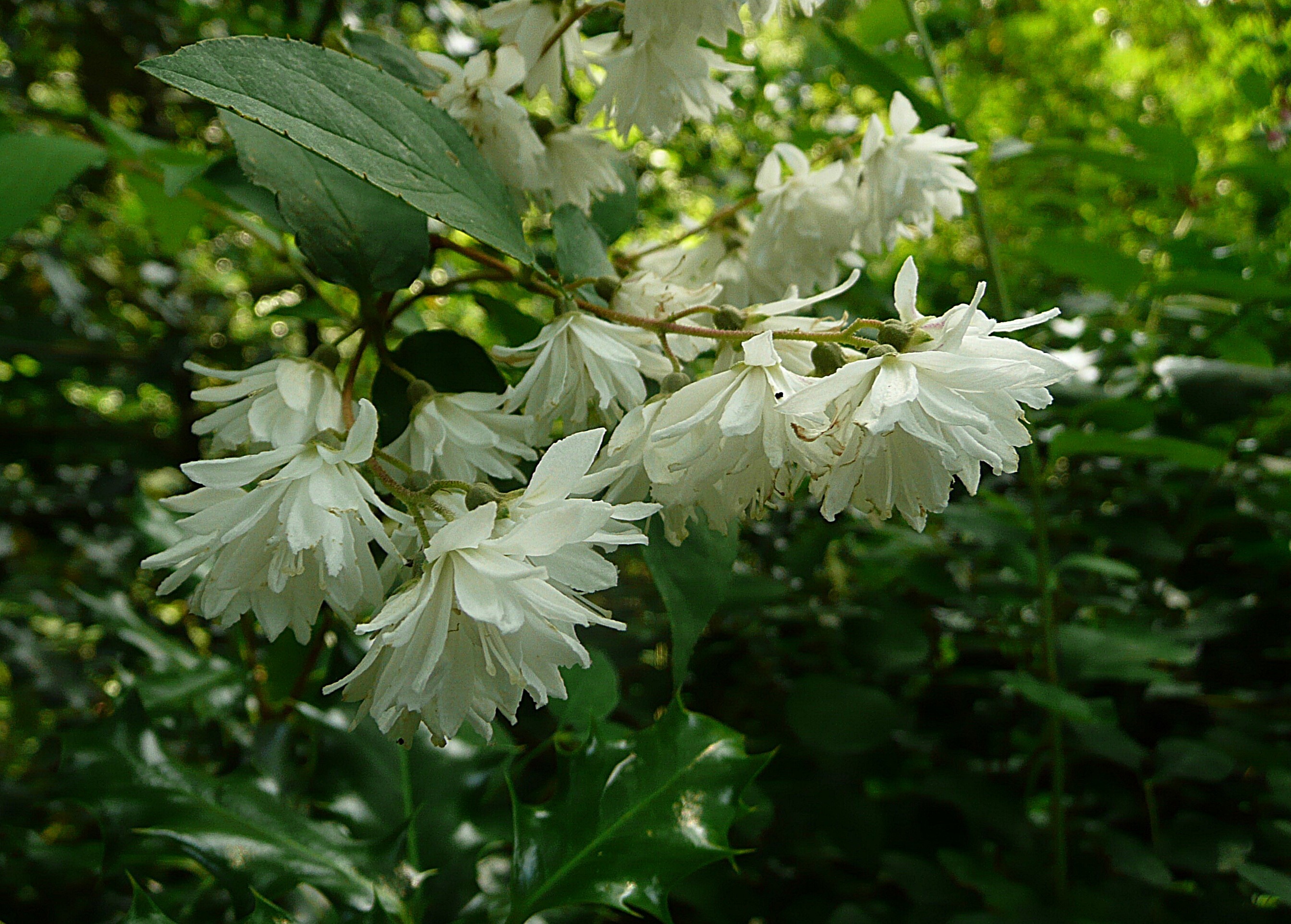 Struik met witte bloemen