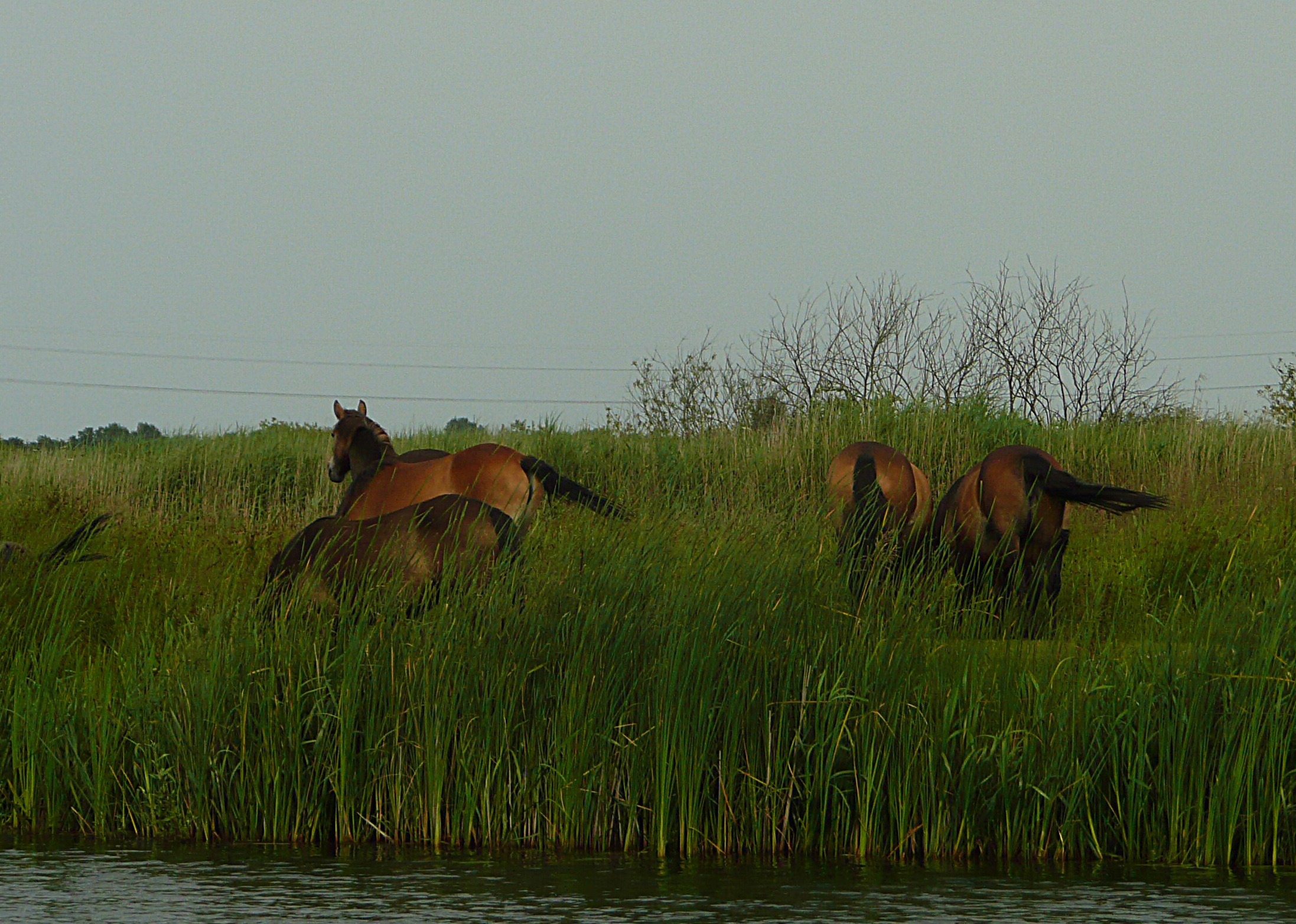 En maar kijken naar de kont van .....
