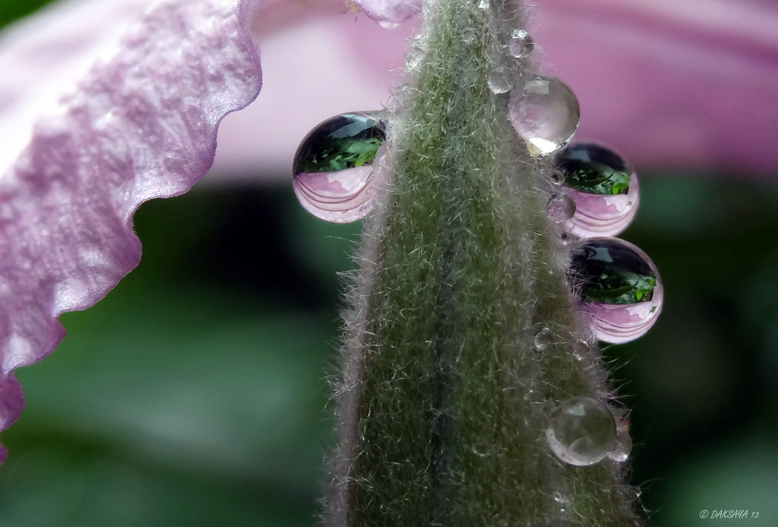 Druppels op clematis