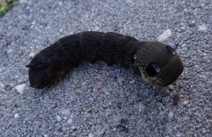 Rups van Groot avondrood 1