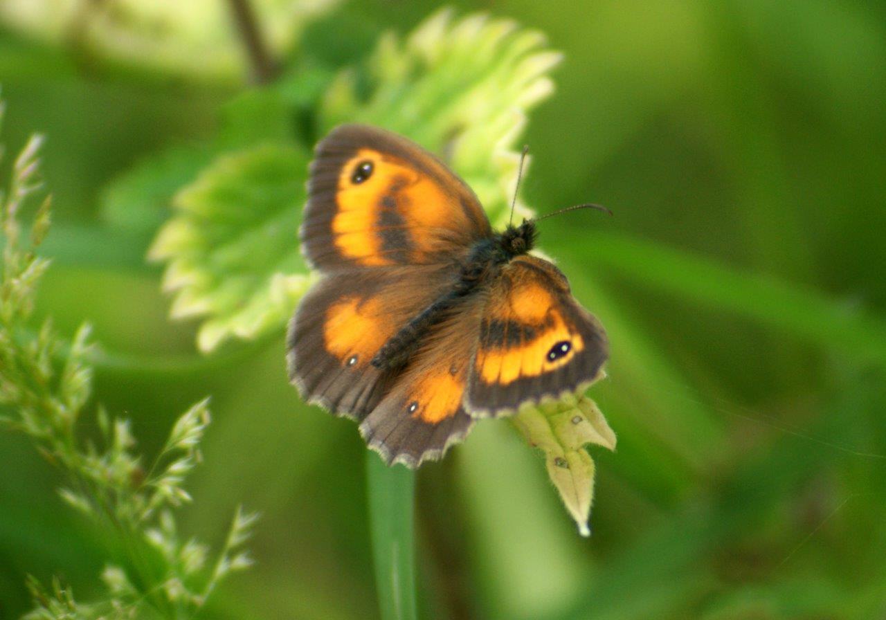 Oranje Zandoogje - Pyronia Tithonus