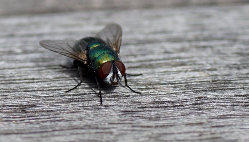 zwarte vlieg ?