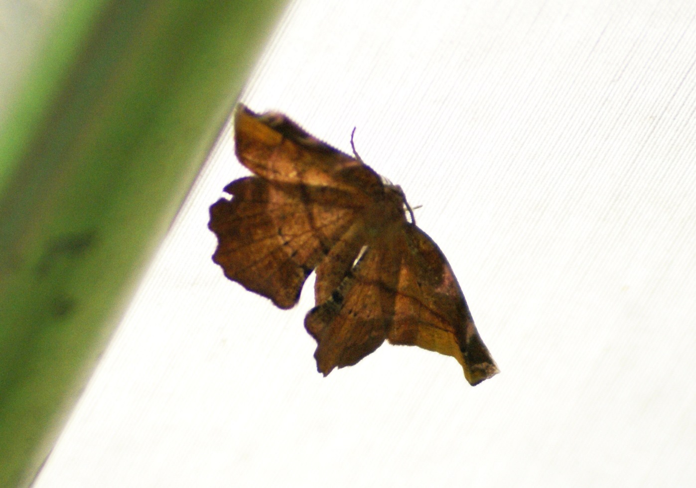 Seringenvlinder (Apeira syringaria)