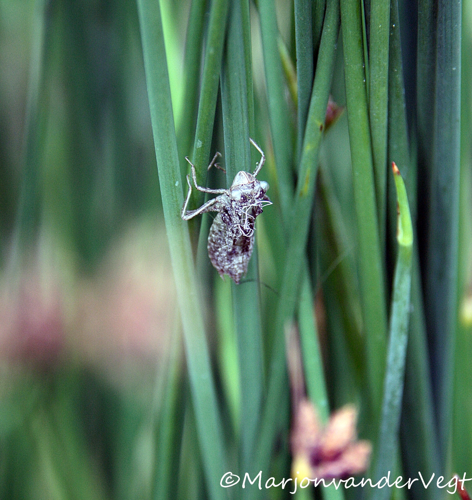 Waterjuffer's omhulsel