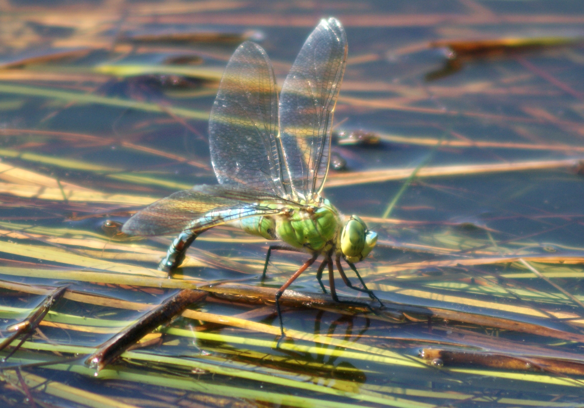 eitjes leggende libelle