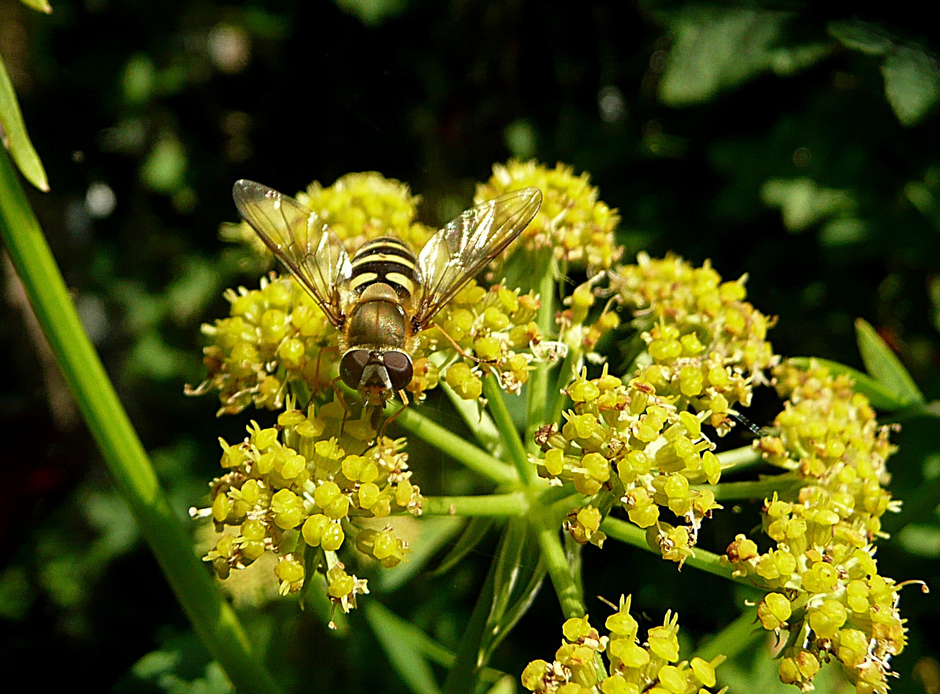 Op de bloeiende maggiplant
