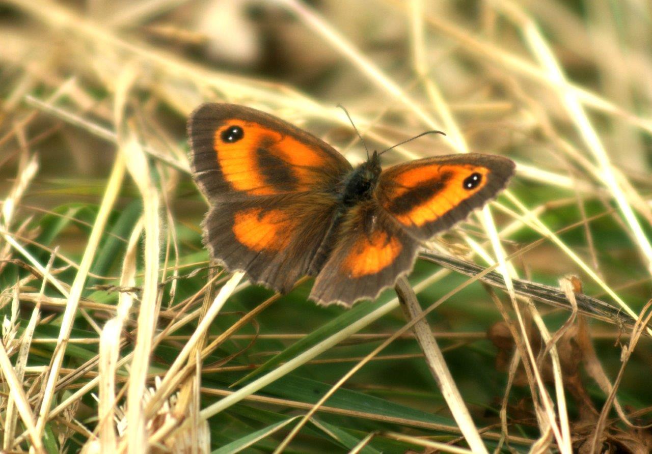 Oranje Zandoogje - Pyronia Tithonus
