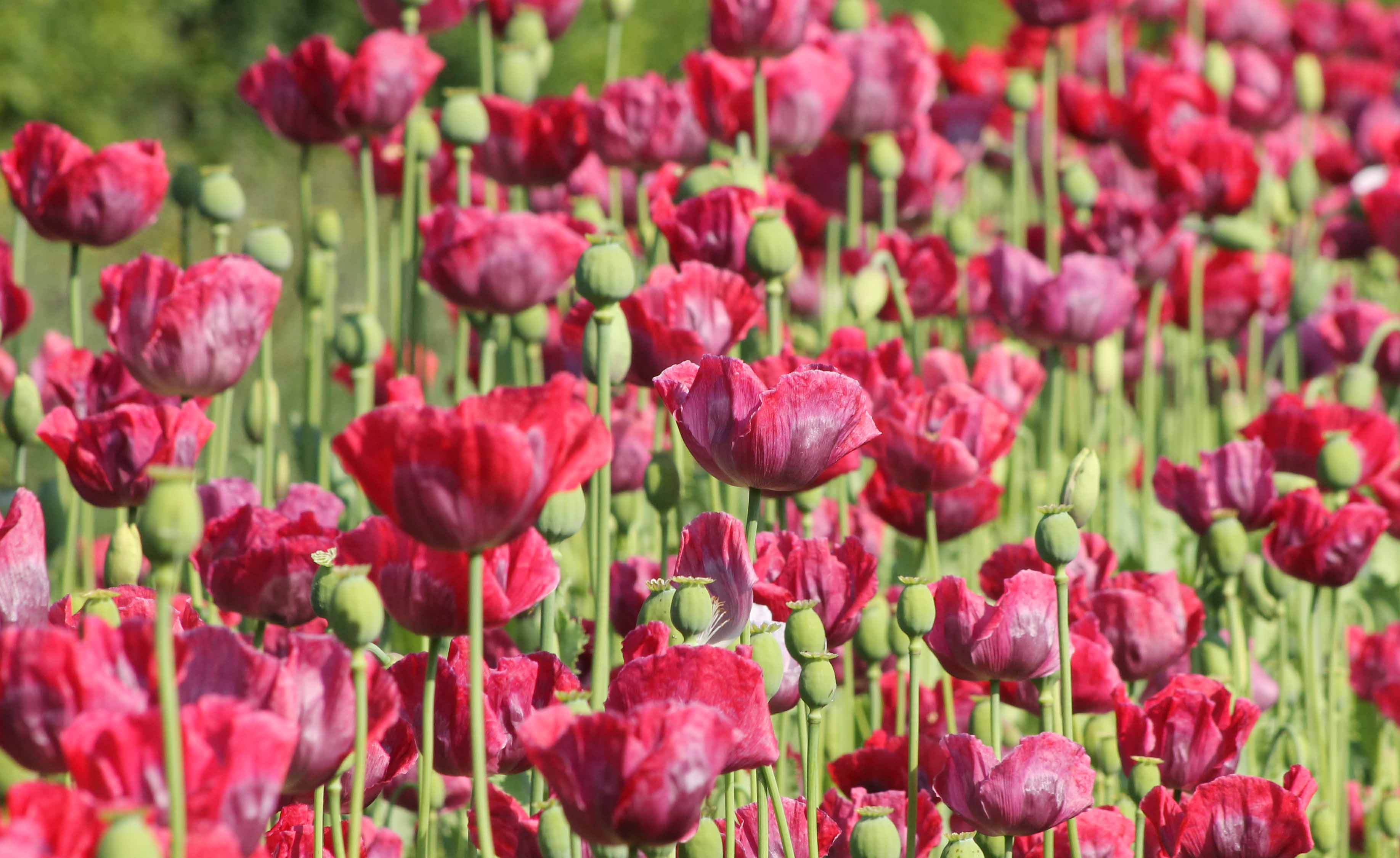 Papavers