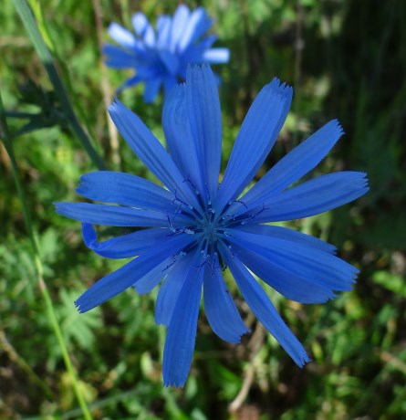 Wilde Cichorei