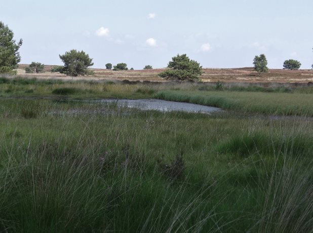 Heide landschap met ven.