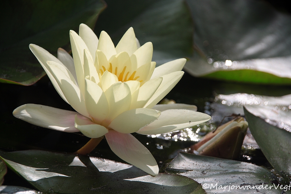 Waterlelie