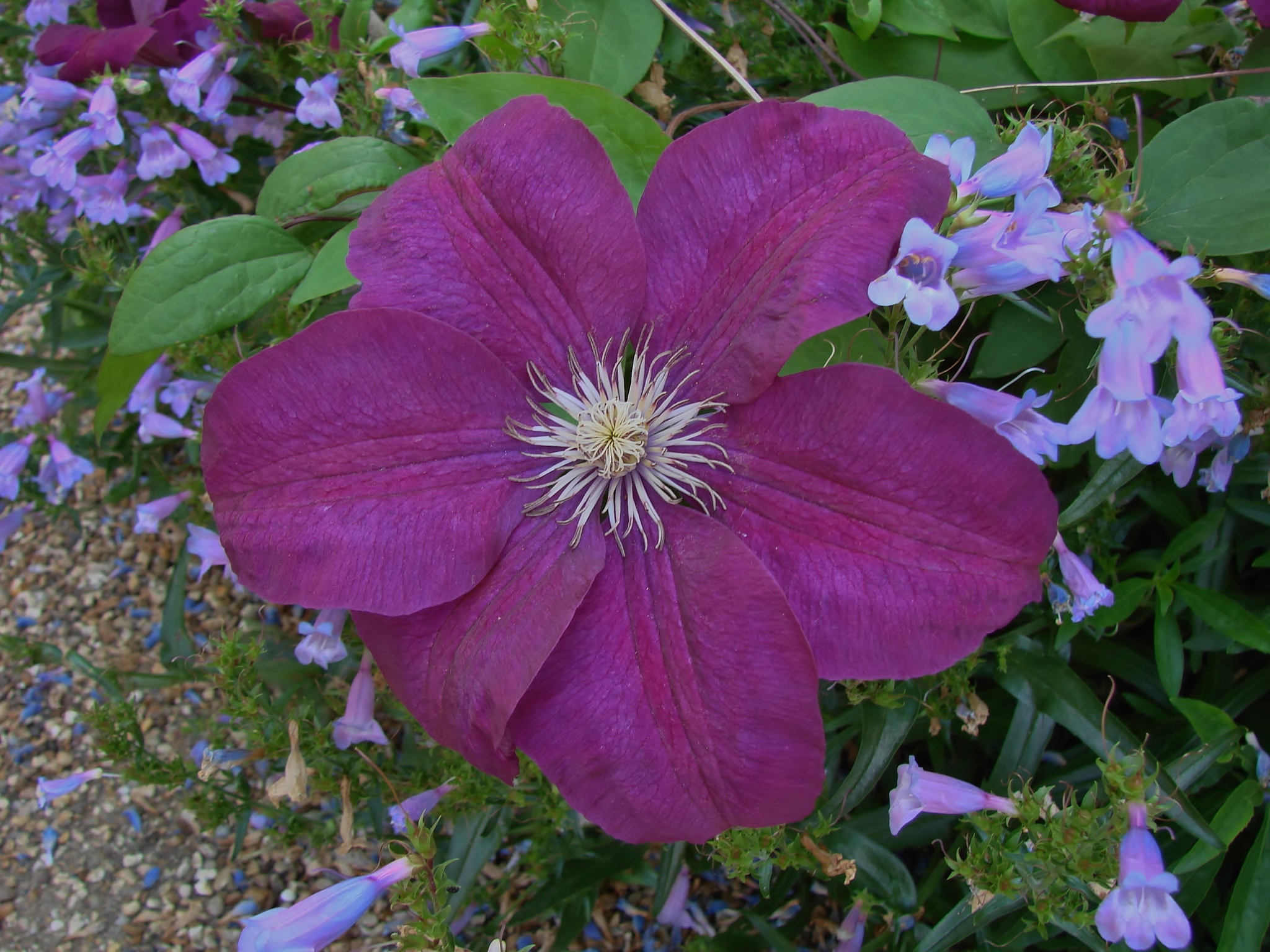 Clematis 2