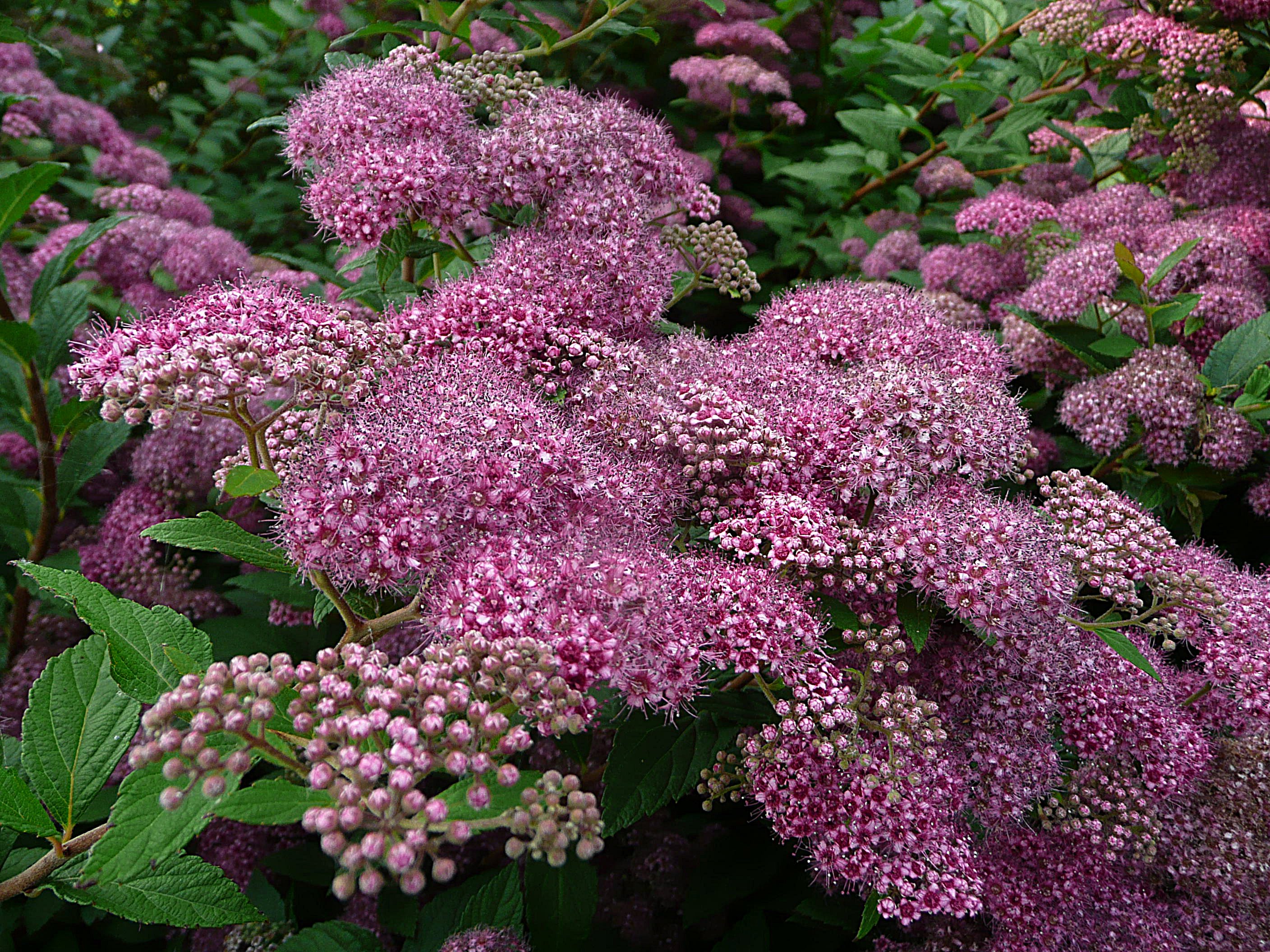 Tuin spirea