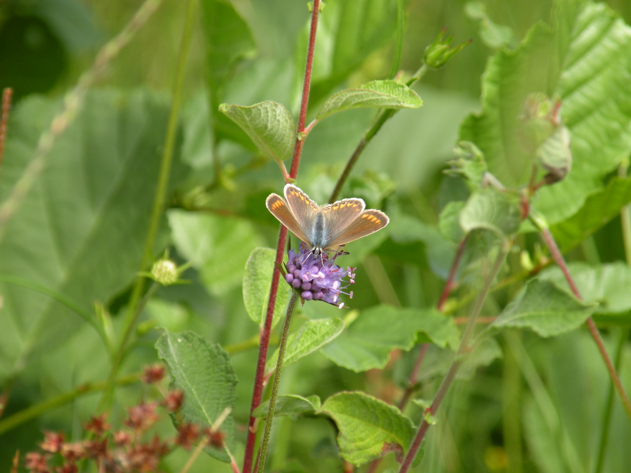 Blauwe knoop met blauwtje