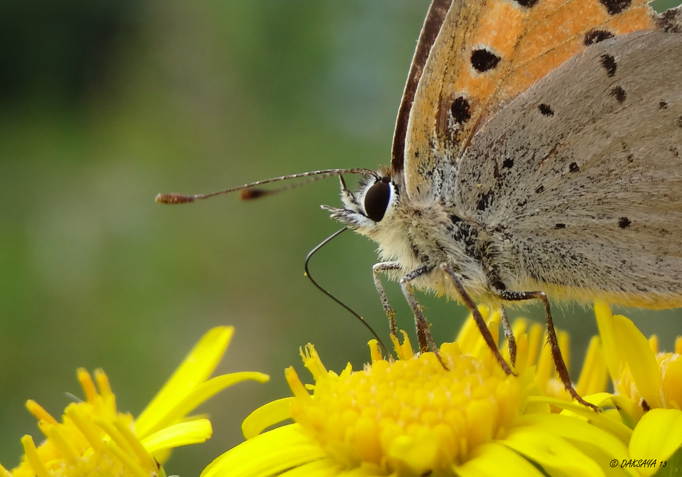 Kleine vuurvlinder