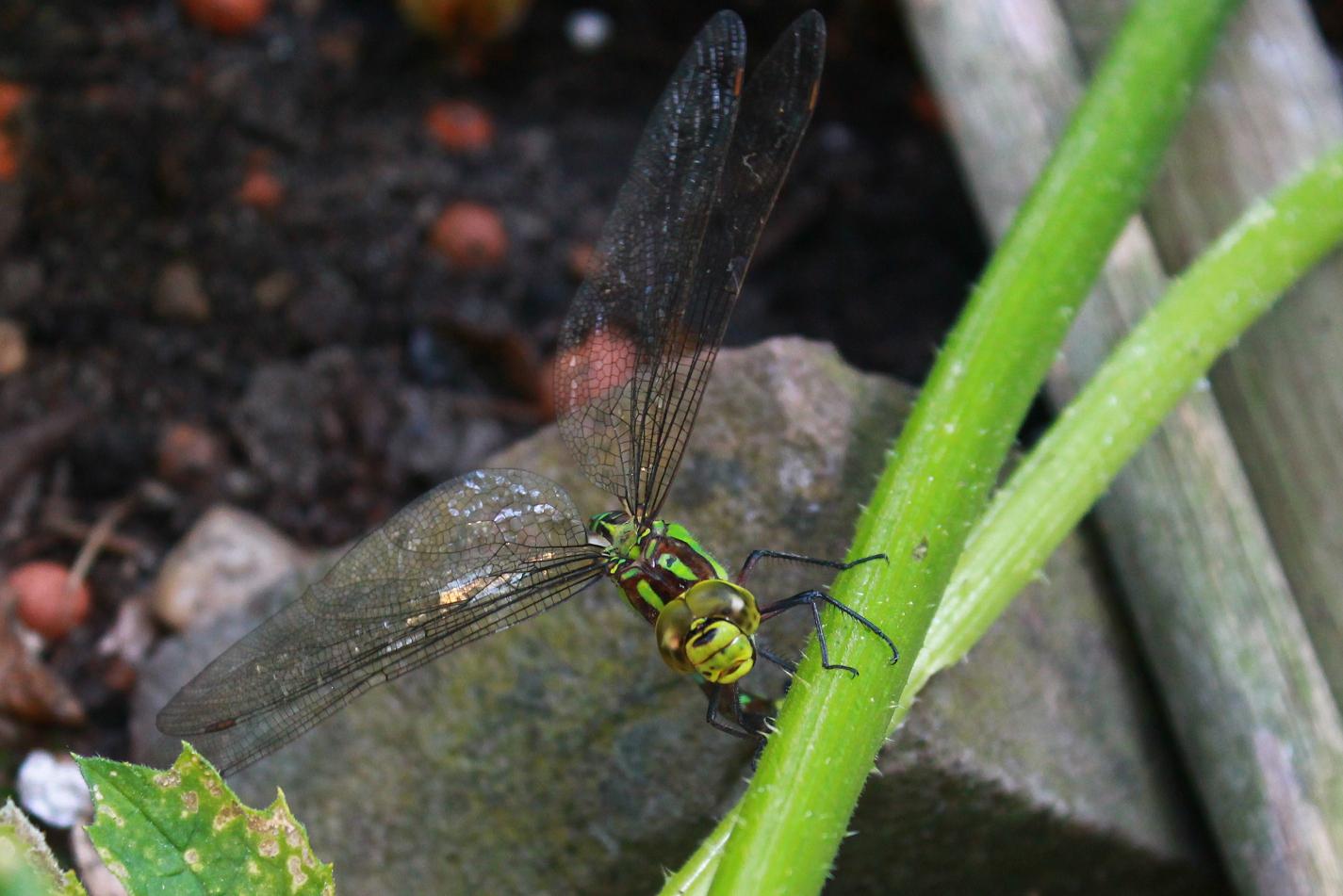 Libelle 