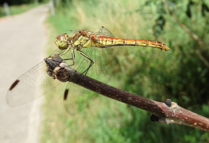 Bloedrode heidelibel 1
