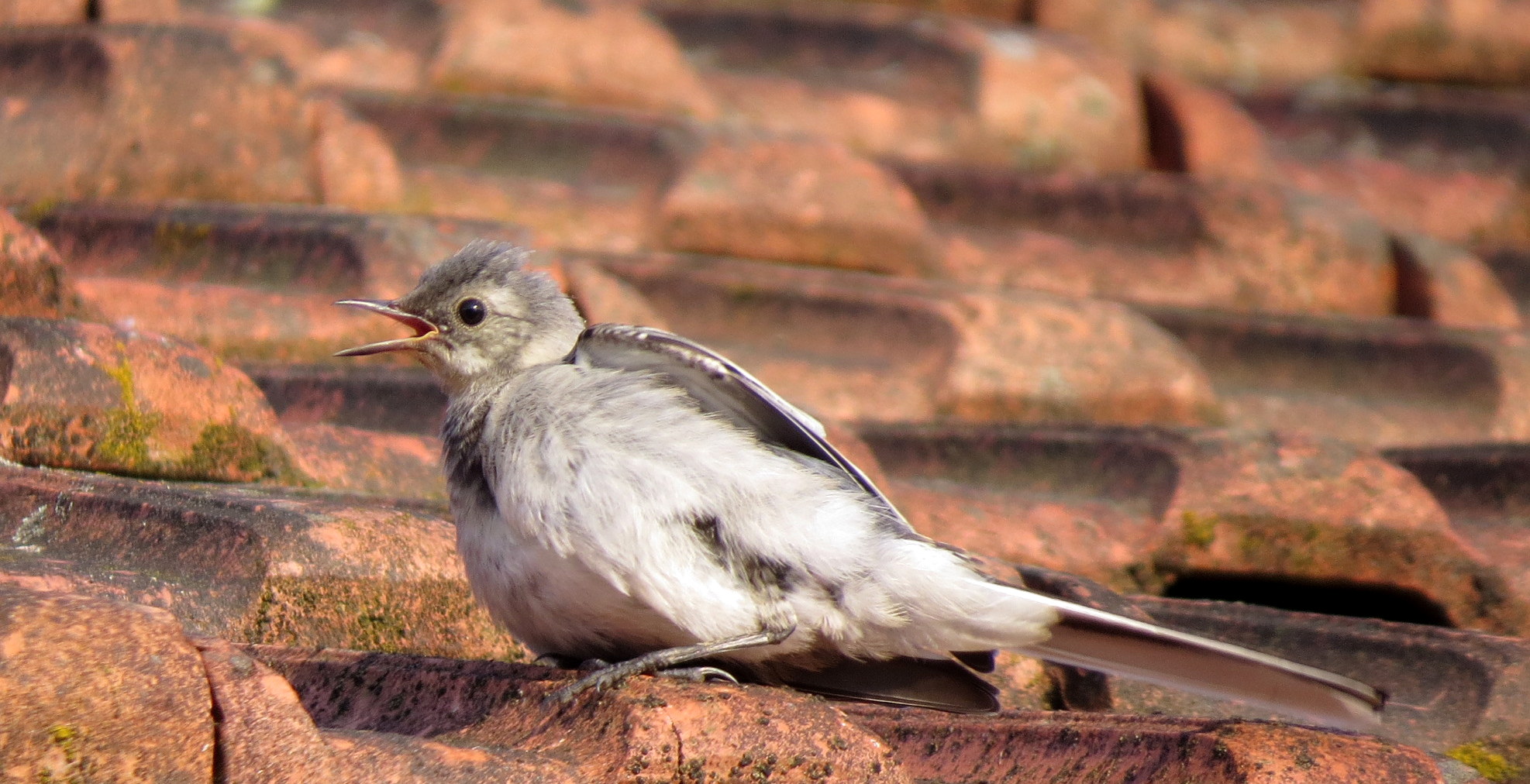 Jonge witte kwikstaart
