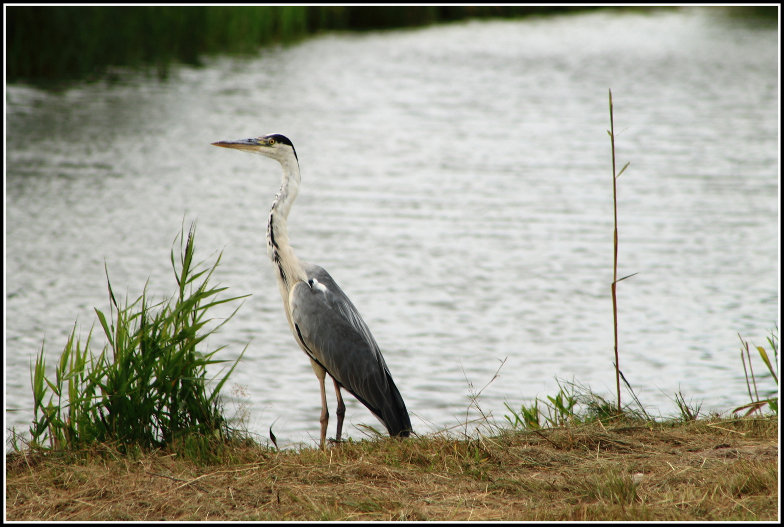 Reiger.