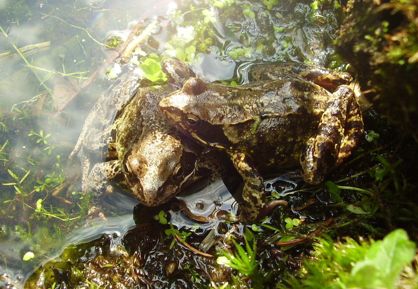 bruine kikkers