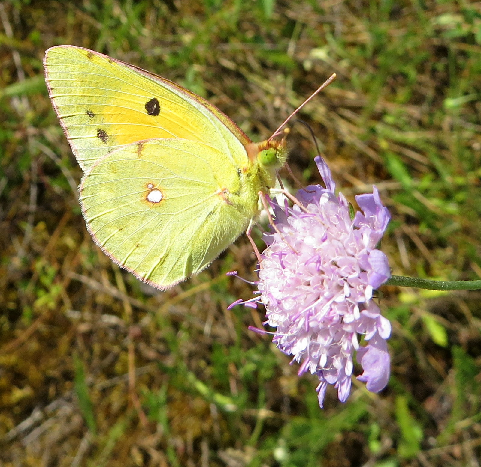 Oranje luzernevlinder