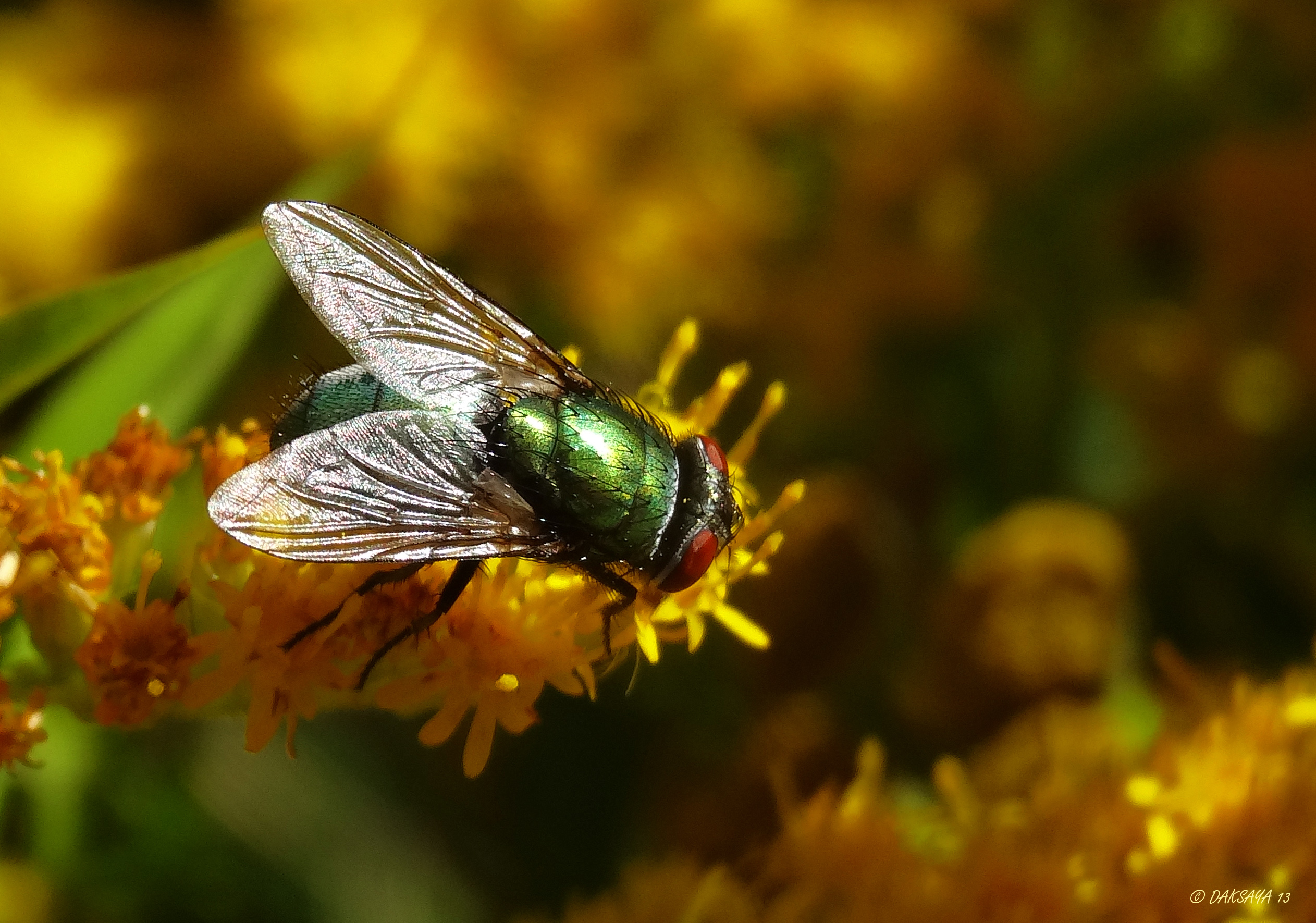 Groene vlieg