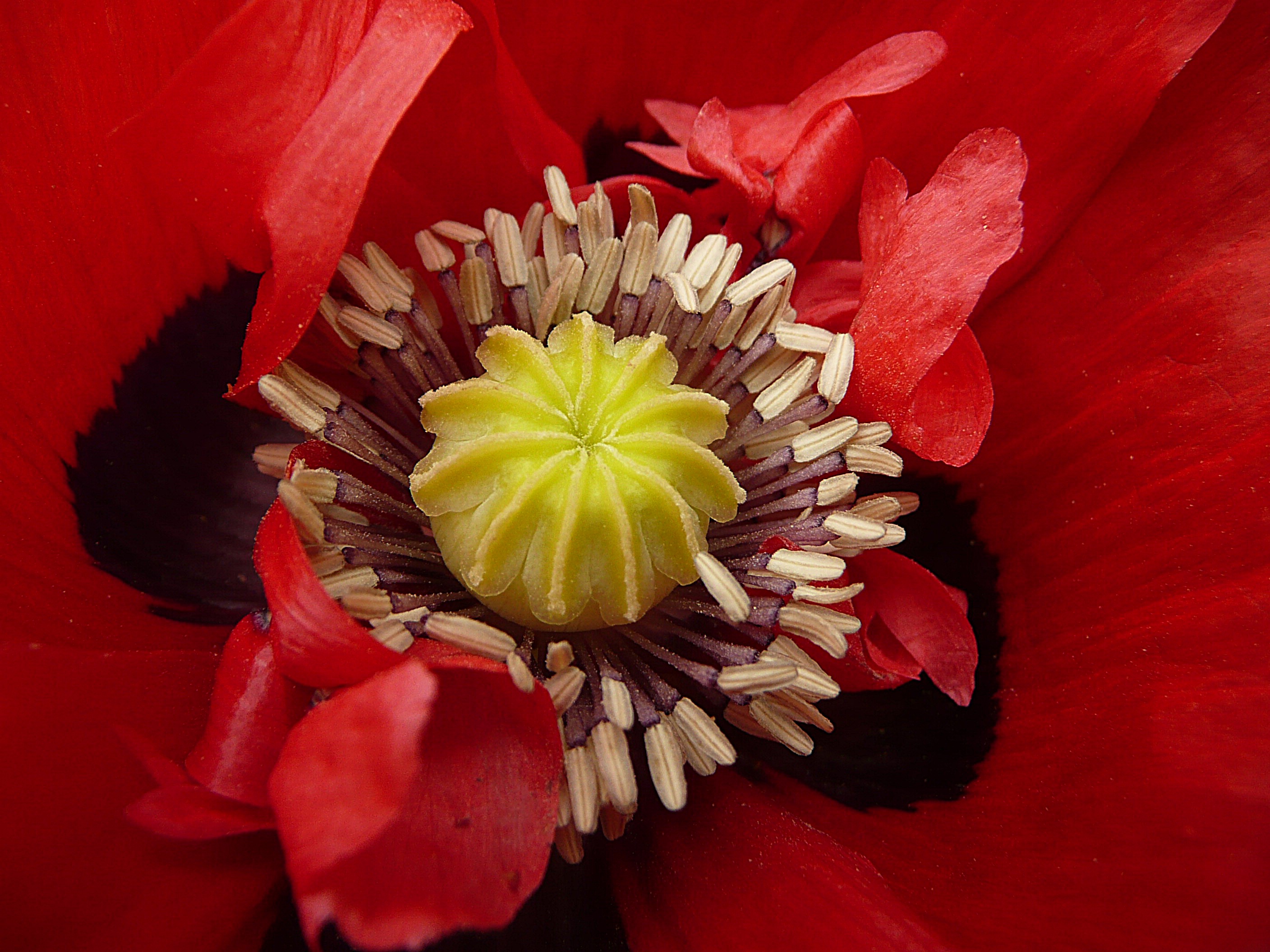 Papaver
