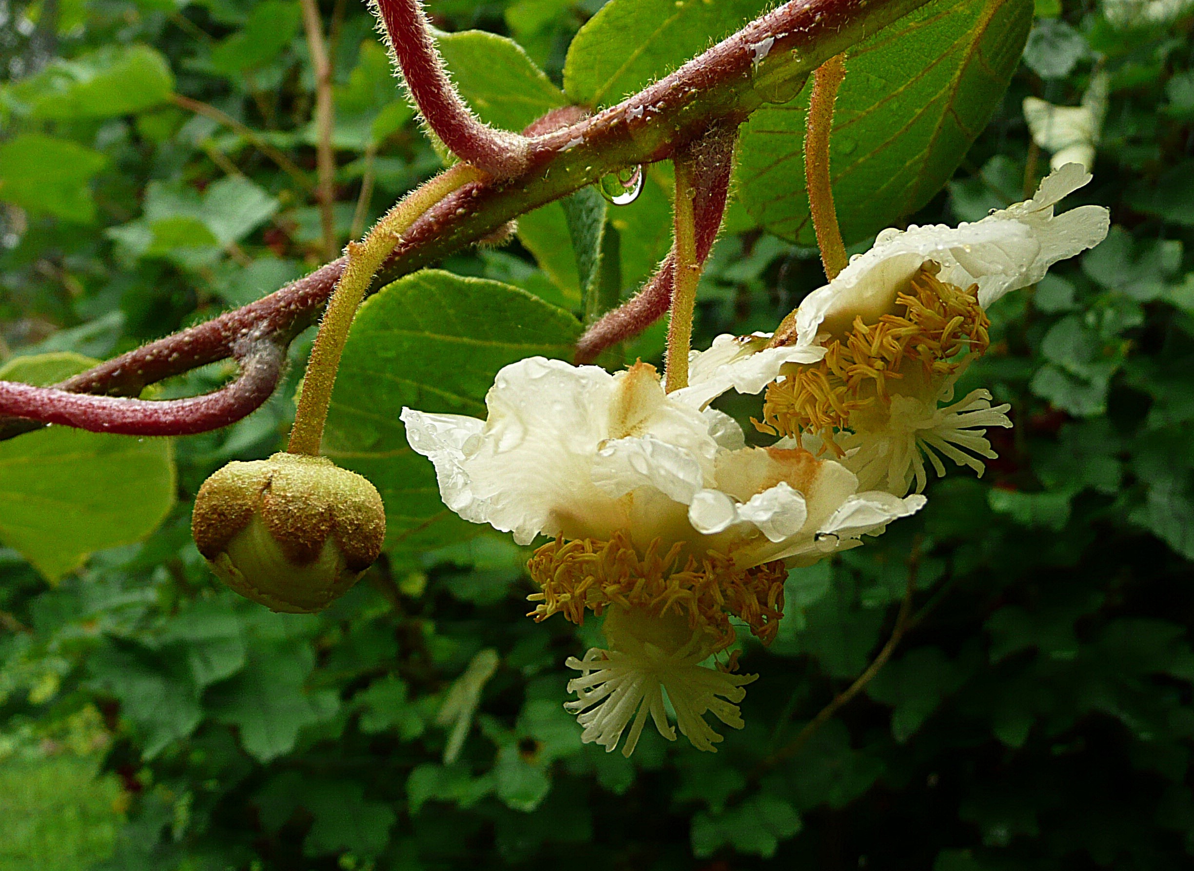 Kiwi bloei
