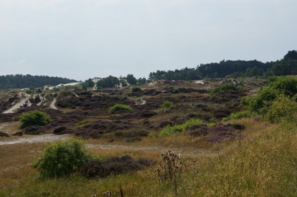 Noodholandse duinen 
