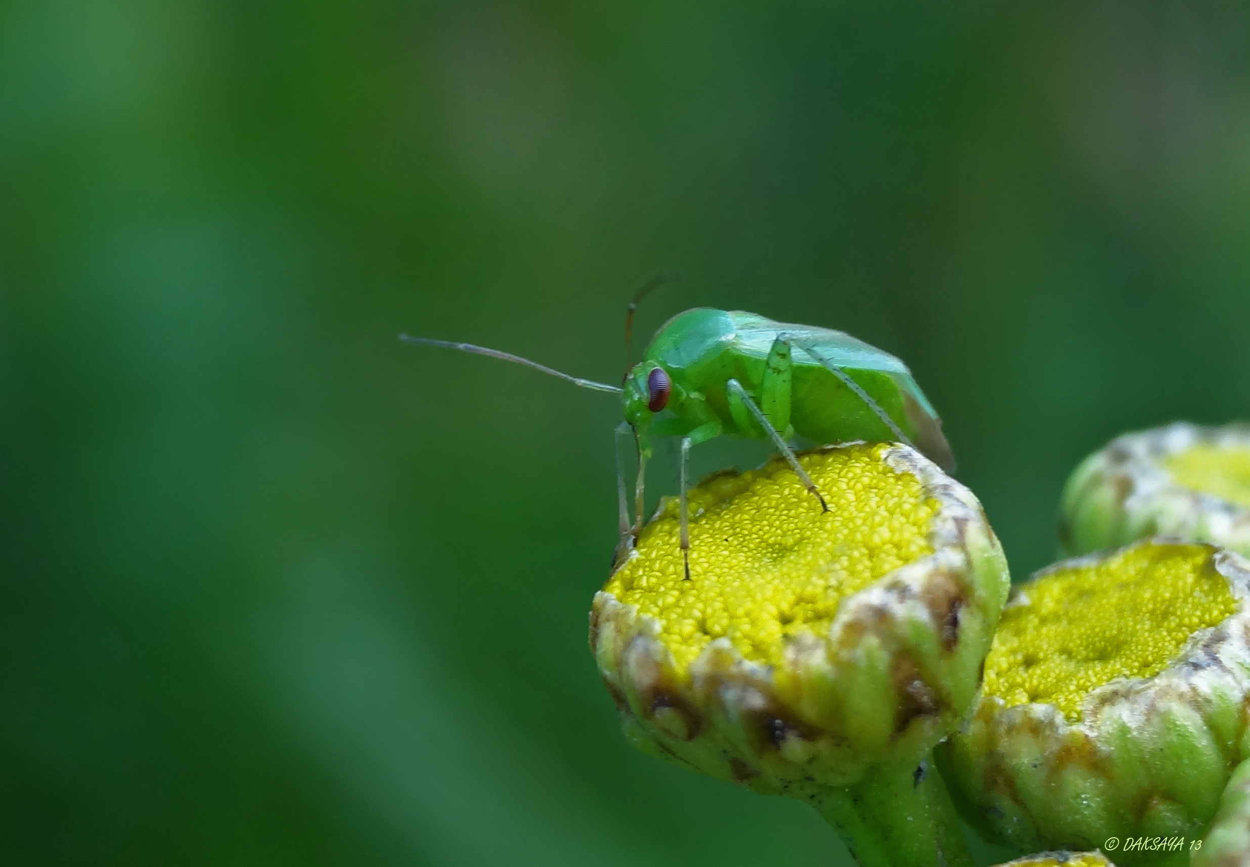 Groene wants