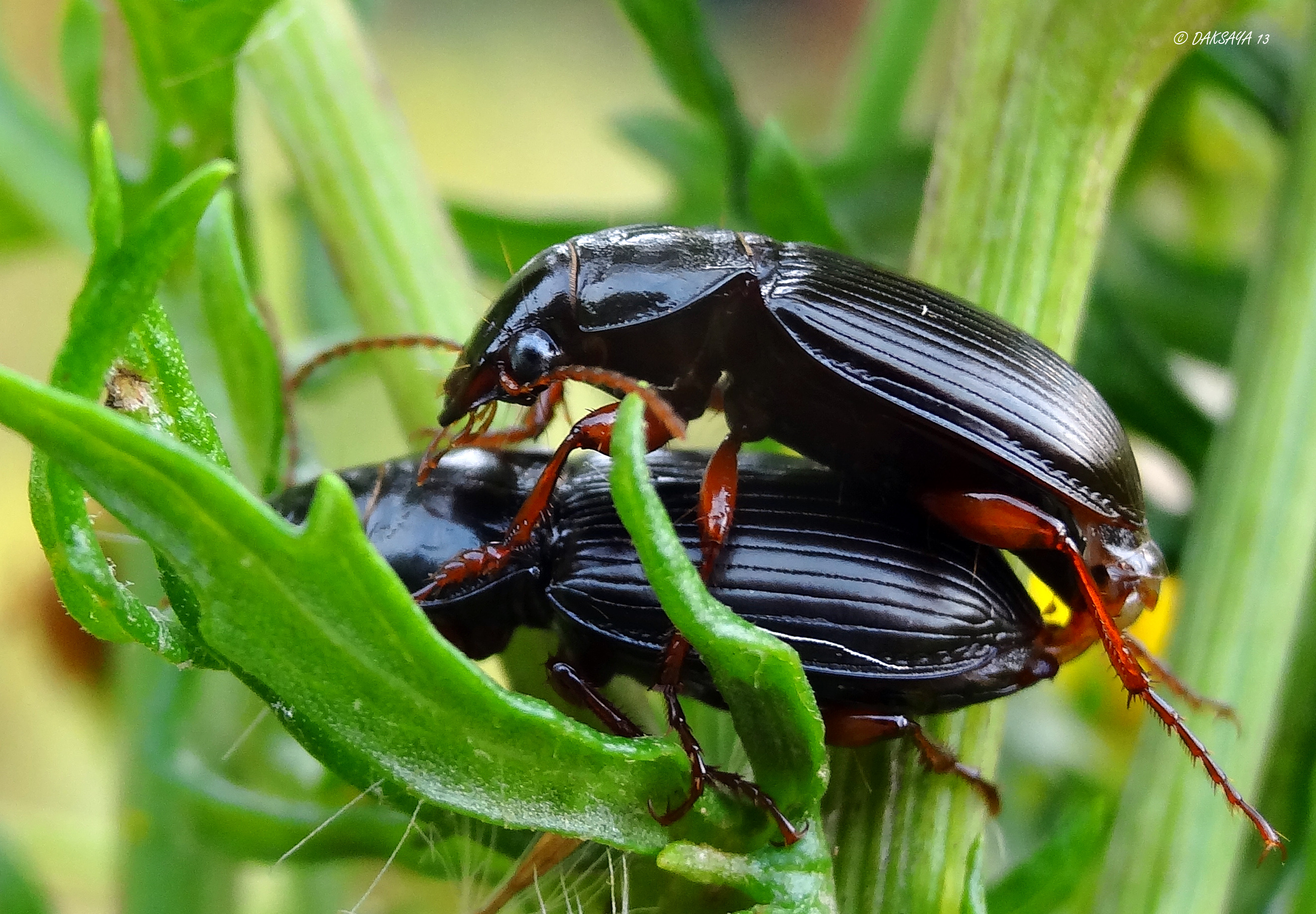 Breedhalsnebria