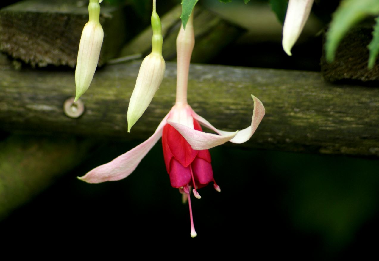 fuchsia