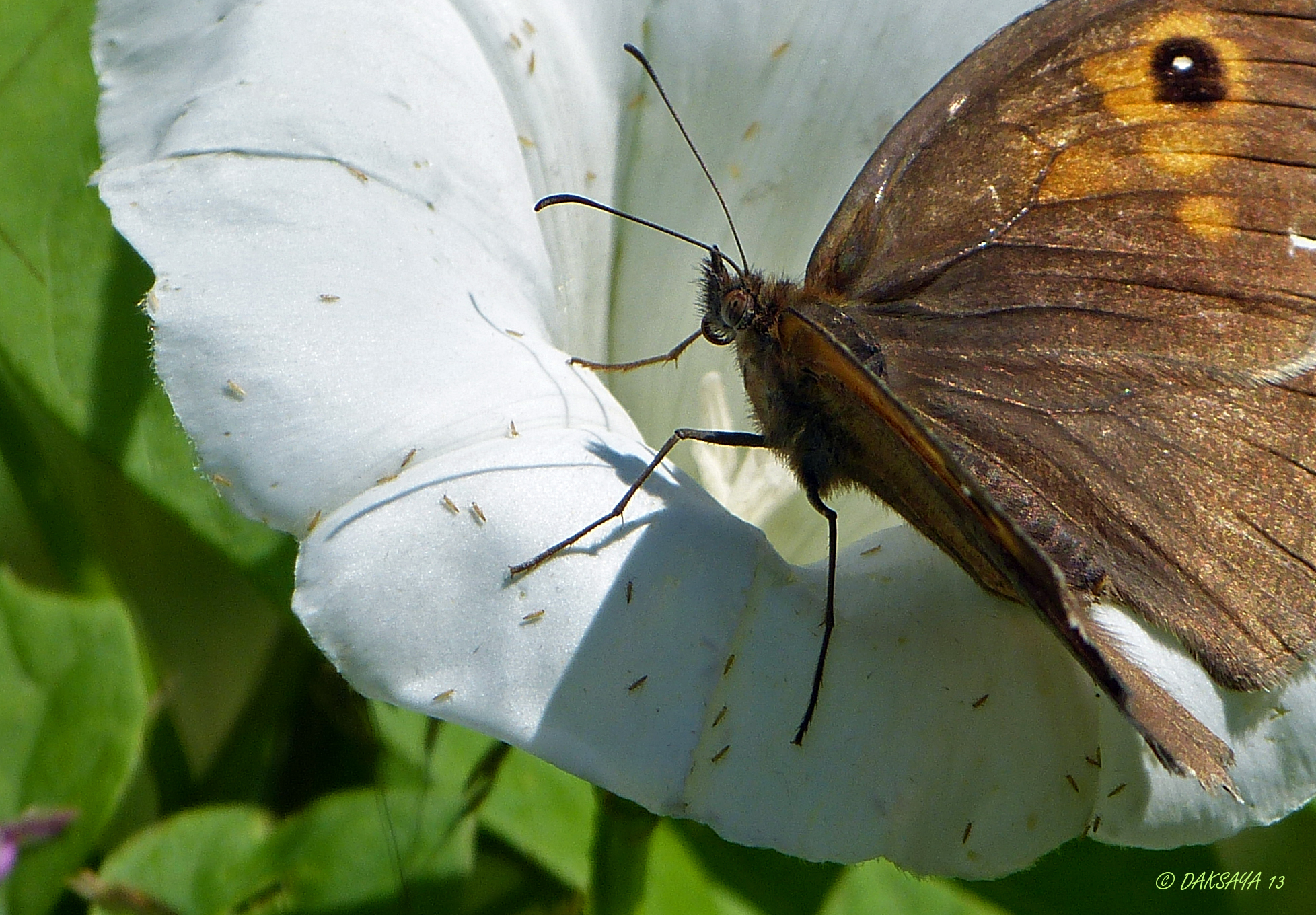 Bruin zandoogje op haagwinde