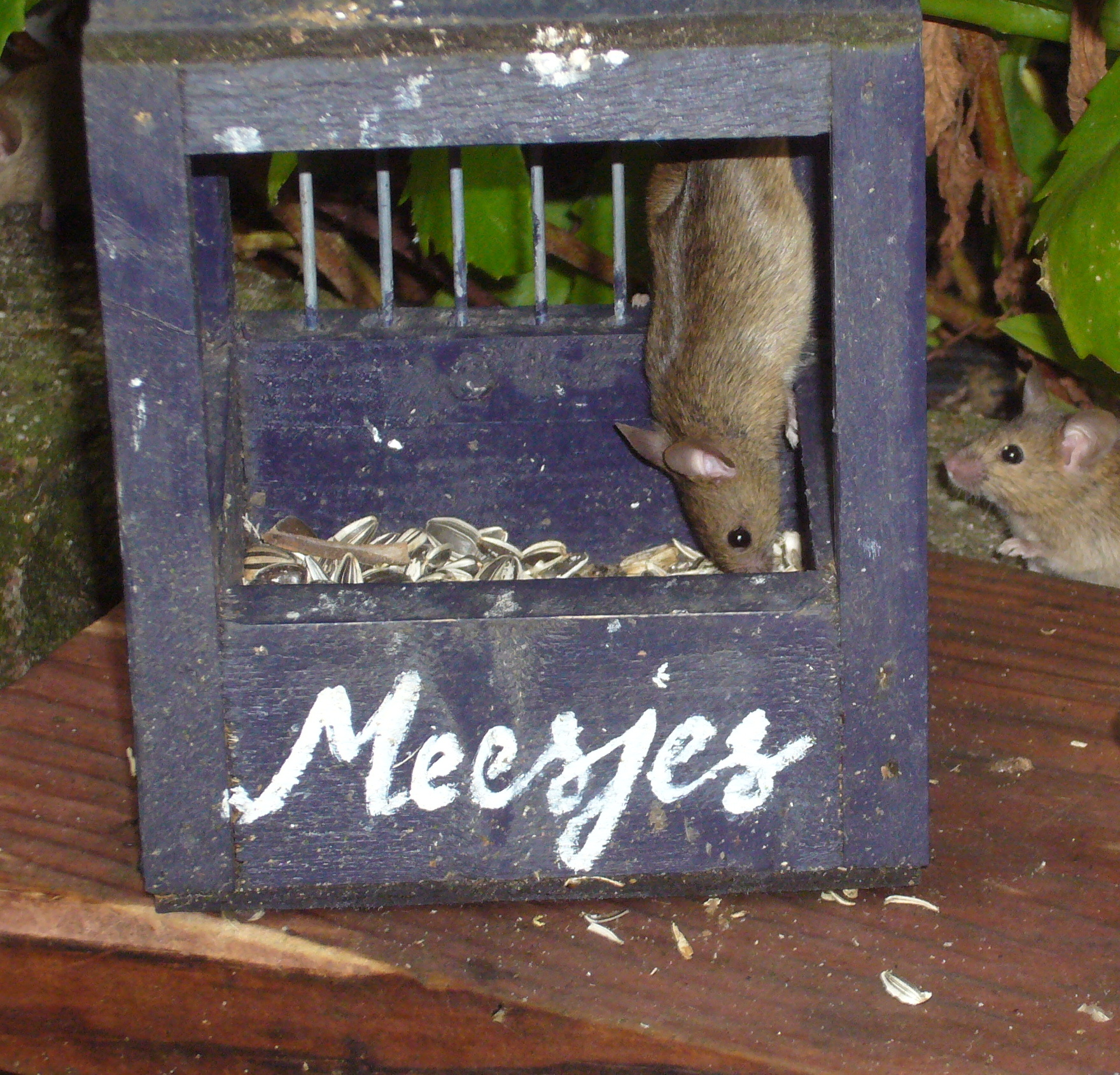 Meesjes? Nee, muisjes!