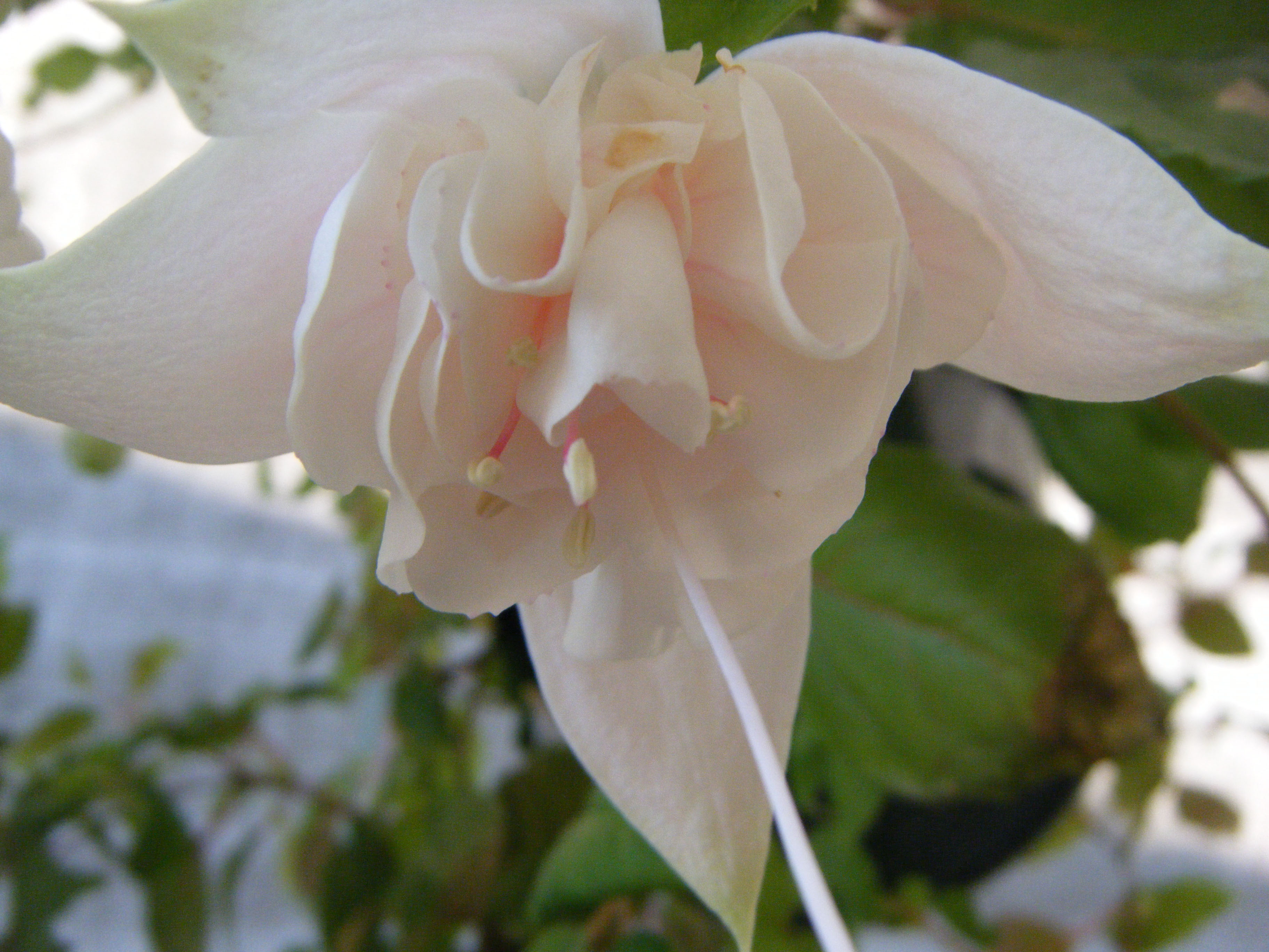 fuchsiabloem met dubbele rok
